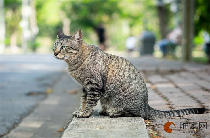 猫咪坐着的时候背很弓是怎么回事 什么坐姿是生病