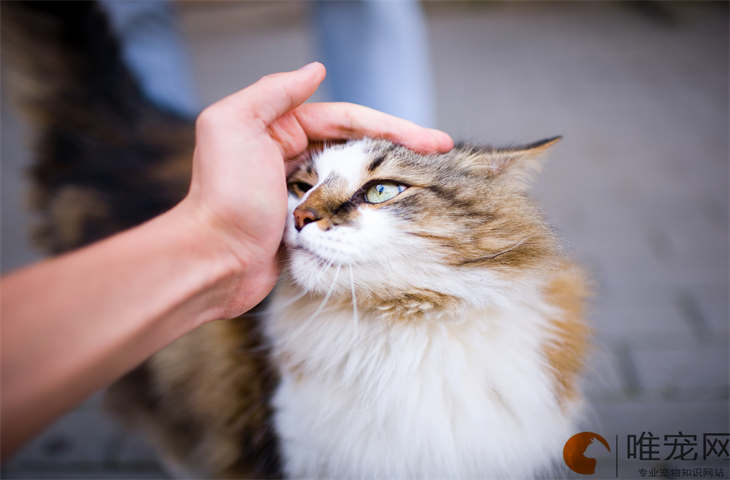 猫咪想要攻击你的表现有哪些 不粘人怎么办 猫咪想要攻击你的表现有哪些 不粘人怎么办