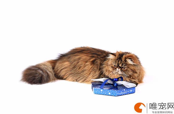 猫咪总是做出匍匐状是怎么回事 不舒服的表现有哪些 猫咪总是做出匍匐状是怎么回事 不舒服的表现有哪些
