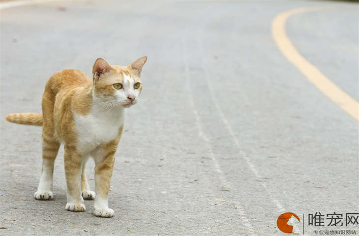 猫咪发出像抽泣一样的声音是怎么回事 抑郁的征兆有哪些