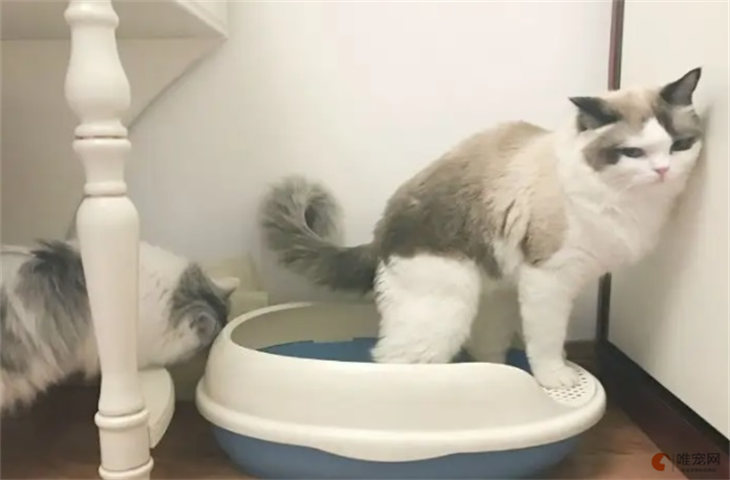 猫咪一直跑厕所却拉不出是什么原因 怎么解决