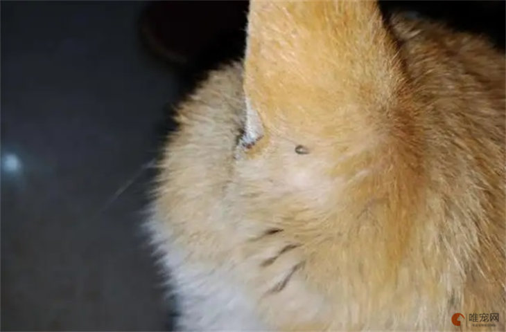 猫身上密密麻麻小黄虫是什么 怎么去除