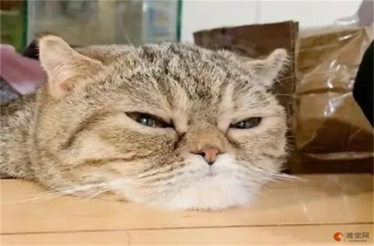 猫咪整个下巴趴在地上睡觉什么原因 是不舒服 猫咪整个下巴趴在地上睡觉什么原因 是不舒服