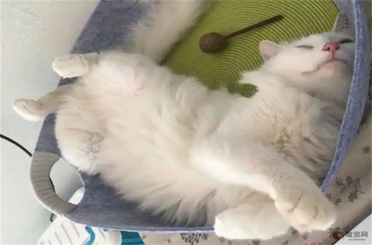 猫睡觉突然叫两声然后接着睡啥意思 是不是做梦了 猫睡觉突然叫两声然后接着睡啥意思 是不是做梦了
