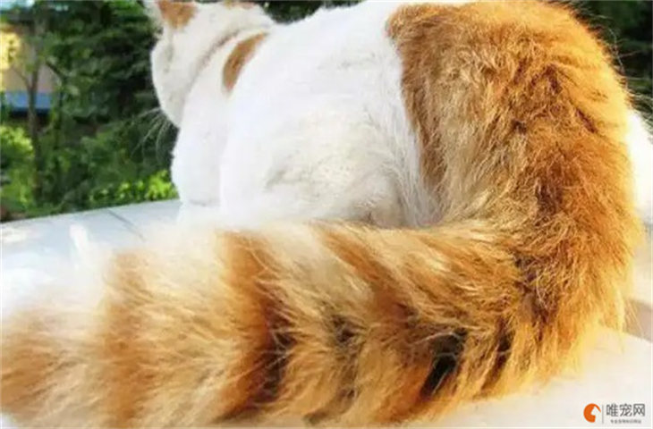 猫尾巴轻轻扫你代表什么意思 扫来扫去怎么回事 猫尾巴轻轻扫你代表什么意思 扫来扫去怎么回事