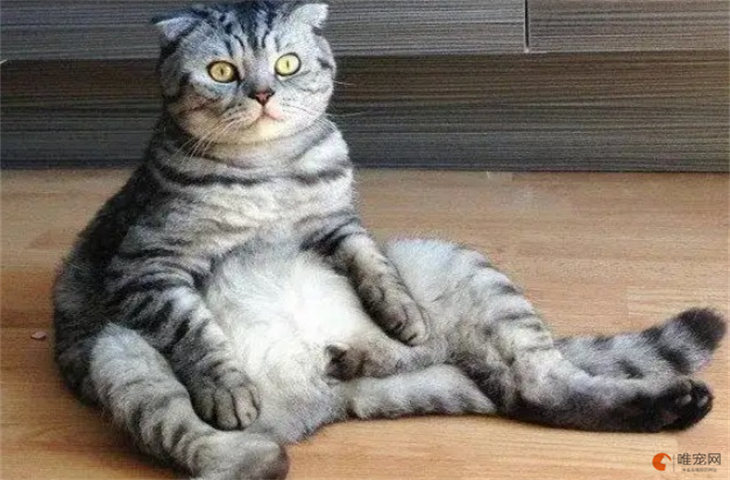 猫为什么会像人一样坐着 是病吗 猫为什么会像人一样坐着 是病吗