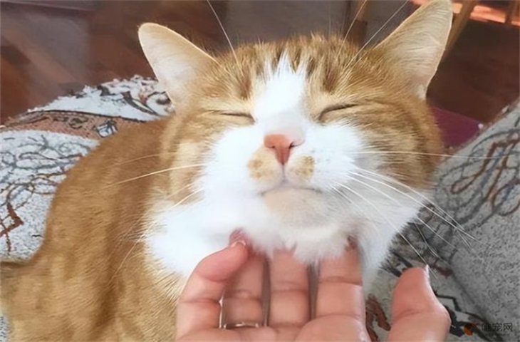 为什么一摸猫下巴猫就闭眼睛 是不是很舒服