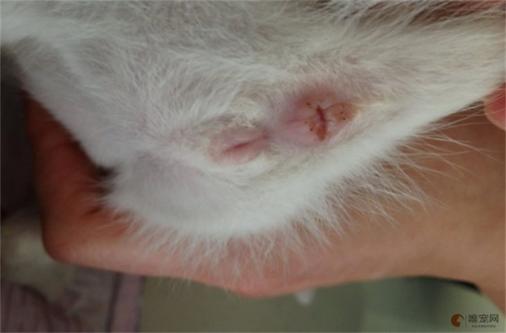 怎么样的猫咪菊花是正常的 肛门红红的怎么回事 怎么样的猫咪菊花是正常的 肛门红红的怎么回事