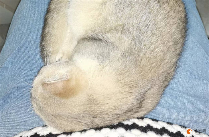 为什么坐马桶时猫喜欢跳腿上 为什么坐马桶时猫喜欢跳腿上