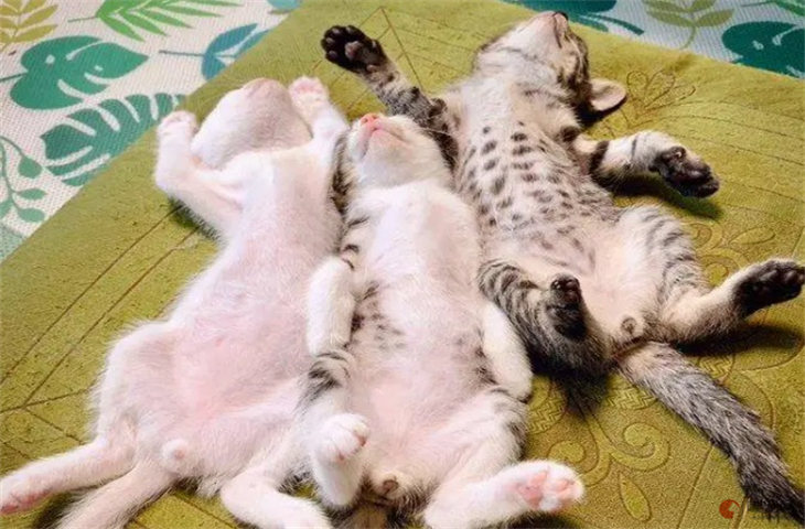 小奶猫不同睡姿代表什么 怎么看性格 小奶猫不同睡姿代表什么 怎么看性格