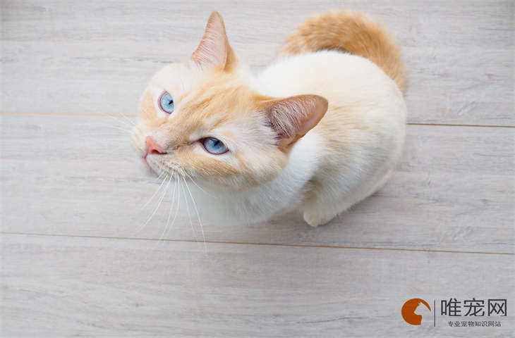 养一只橘猫一个月要花多少钱 新手养什么猫比较好 养一只橘猫一个月要花多少钱 新手养什么猫比较好