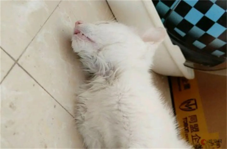 幼猫一切正常突然死亡是为什么 猝死的原因 幼猫一切正常突然死亡是为什么 猝死的原因