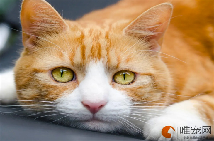 长毛橘猫的性格特点 小时候长什么样 长毛橘猫的性格特点 小时候长什么样