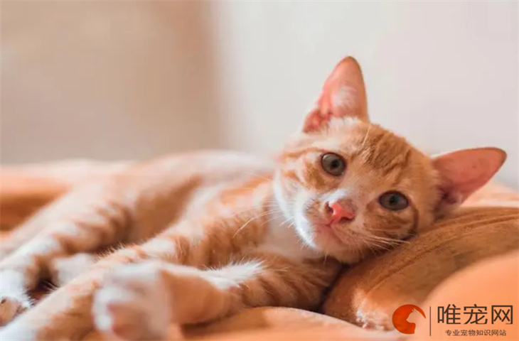 怎么判断橘猫的年龄 饲养禁忌有哪些