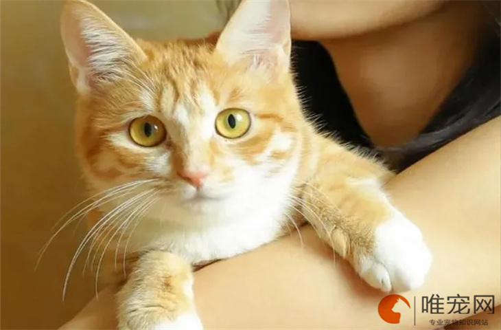 一只橘猫一直在我家门口不走有什么预兆