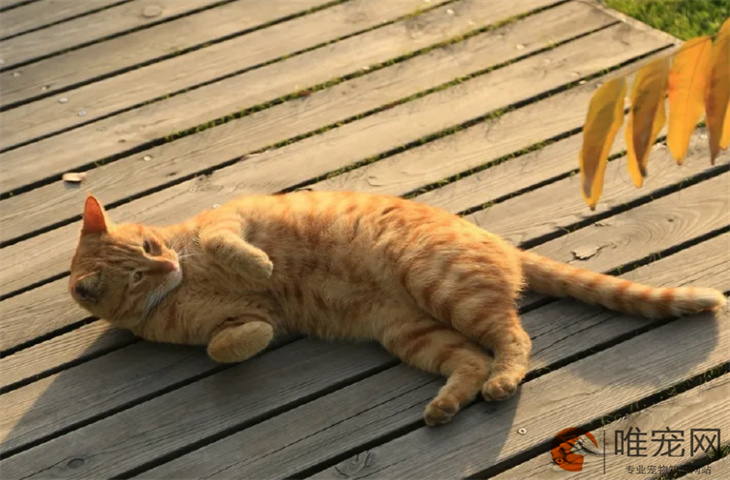一个月的橘猫好养活吗 一个月的橘猫好养活吗