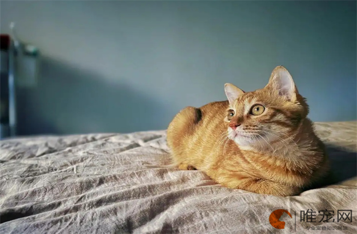 养小橘猫需要注意哪些 适合新手养吗 养小橘猫需要注意哪些 适合新手养吗
