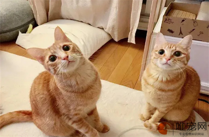 小橘猫中的金丝虎是什么样的 小橘猫中的金丝虎是什么样的