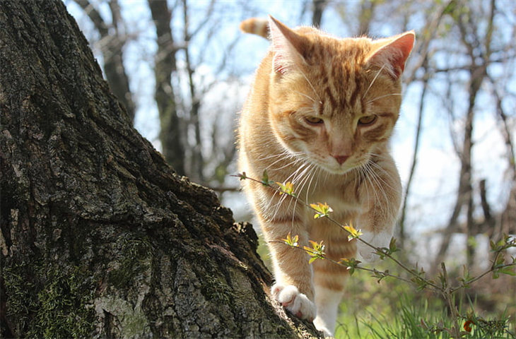 小橘猫怎么养 能活几年