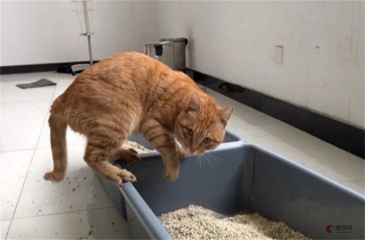 v橘猫会用猫砂吗