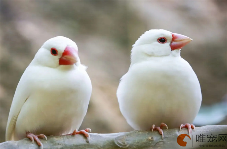 白文鸟为什么禁养了 是不是很容易死