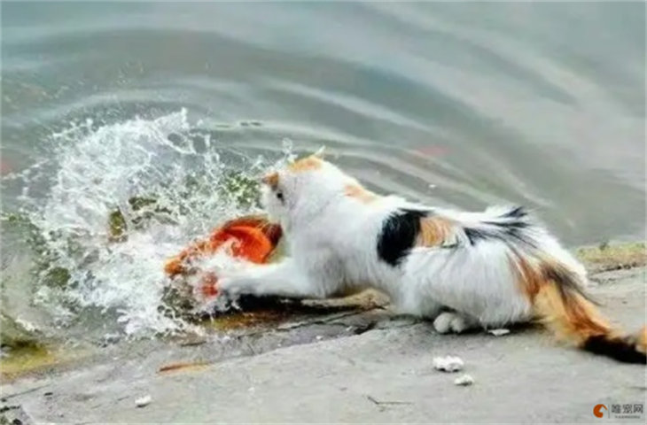 猫咪掉水里喝了很多水怎么办