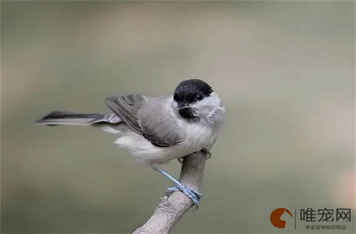 红子鸟寿命是几年