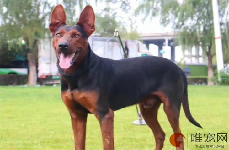 莱州红犬好不好养 多少钱一只