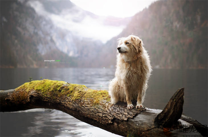 中华田园犬好不好养 多少钱一只