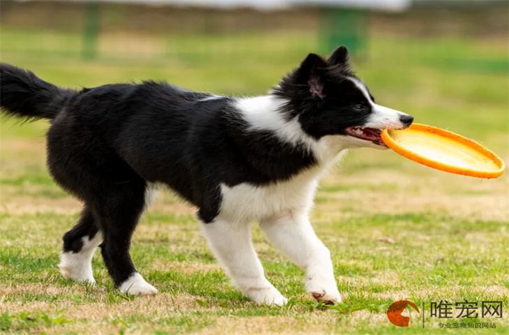 边境牧羊犬适合新手养吗 多少钱一只