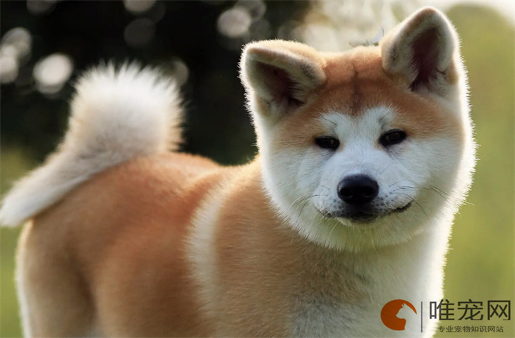 秋田犬适合新手养吗 多少钱一只 秋田犬适合新手养吗 多少钱一只