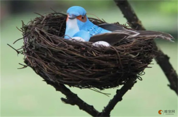 同窝鸟崽可以配对繁殖吗 近亲杂交会怎么养