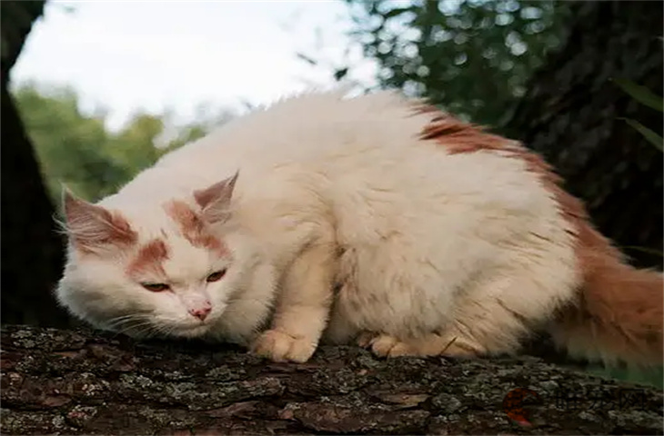 土耳其梵猫适合新手养吗 多少钱一只