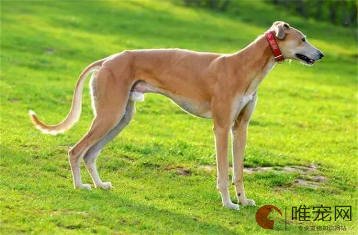 细犬适合新手养吗 多少钱一只 细犬适合新手养吗 多少钱一只