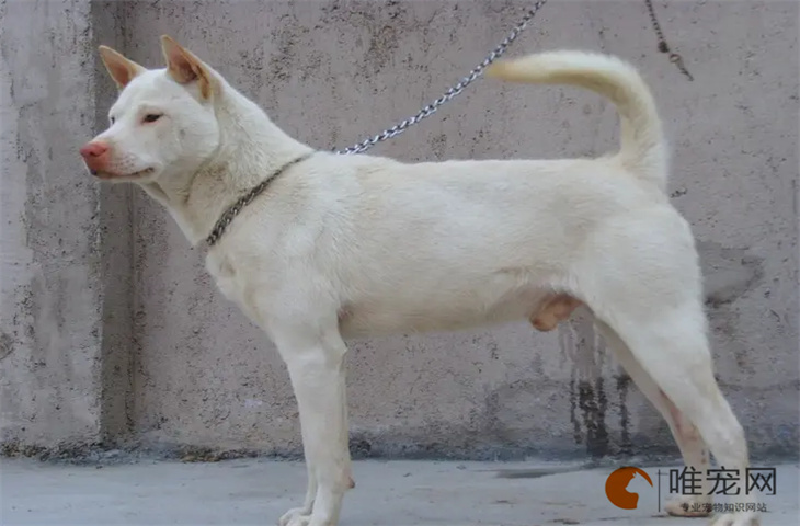 下司犬适合新手养吗 多少钱一只 下司犬适合新手养吗 多少钱一只