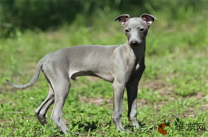 养惠比特犬需要准备什么 多少钱一只