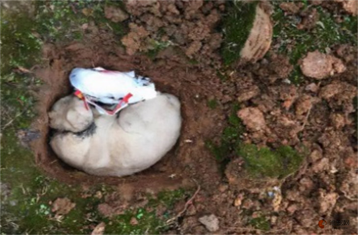 猫埋在土里需要全部包裹吗 猫埋在土里需要全部包裹吗