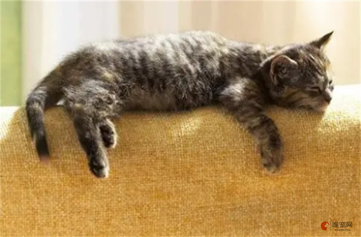 猫喜欢趴着睡成一长条怎么回事 是不舒服吗 猫喜欢趴着睡成一长条怎么回事 是不舒服吗