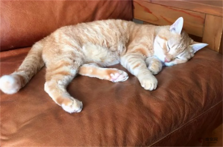 猫咪睡姿解析 挨着你睡说明什么 猫咪睡姿解析 挨着你睡说明什么