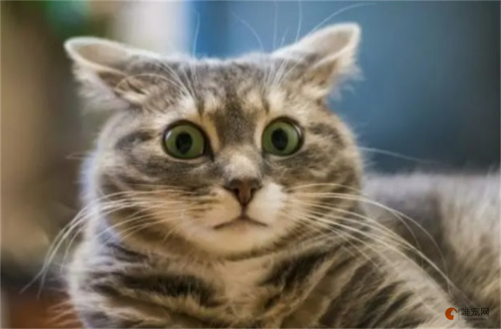 猫咪突然惊恐变得什么都怕怎么回事 多久能恢复 猫咪突然惊恐变得什么都怕怎么回事 多久能恢复