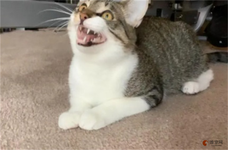 猫咪对主人张嘴呲牙是什么意思 怎么纠正 猫咪对主人张嘴呲牙是什么意思 怎么纠正