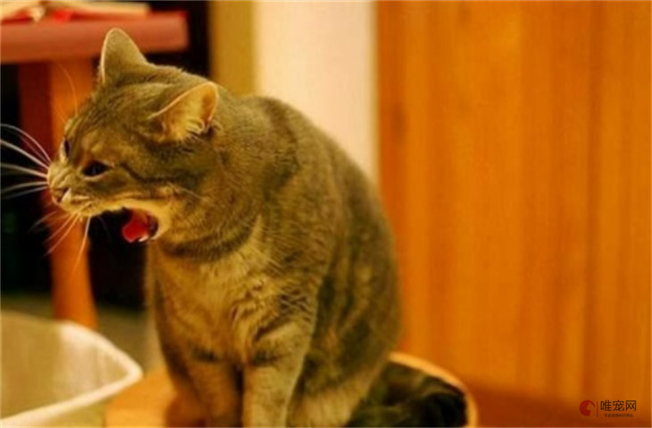 猫咪肠胃不舒服的表现有哪些 怎么判断是不是肠胃炎 猫咪肠胃不舒服的表现有哪些 怎么判断是不是肠胃炎