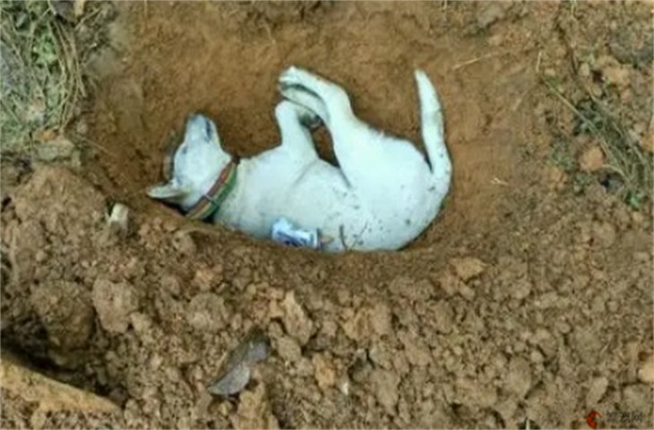 小动物死后找哪个部门处理 私自埋宠物违法吗
