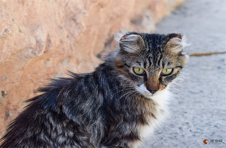 中华田园猫300元贵吗