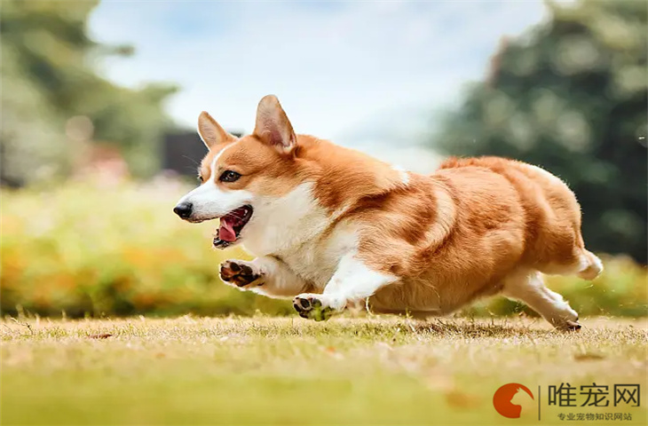 柯基犬怎么养  多少钱一只