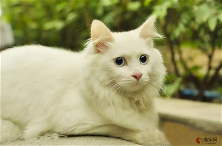 临清狮子猫300元贵吗