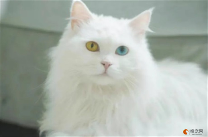 临清狮子猫400元贵吗