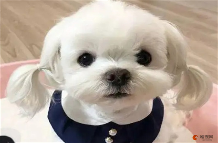 马尔济斯犬10000元贵吗