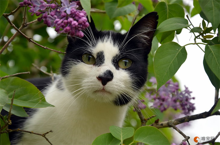 奶牛猫100元贵吗