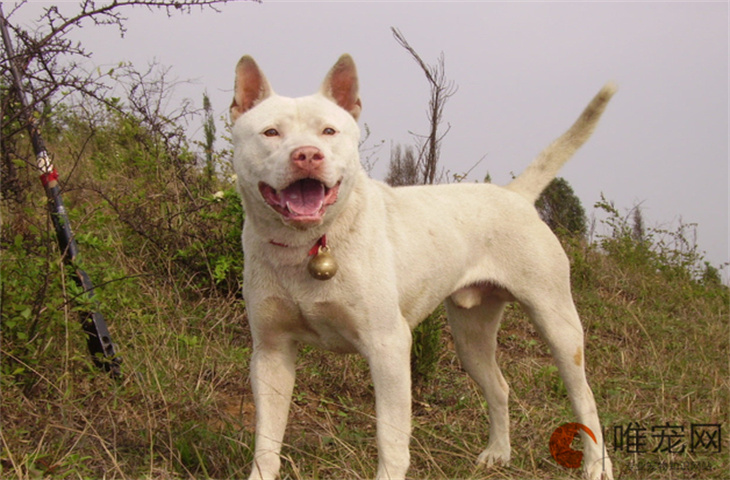 杜高犬怎么养 如何训练